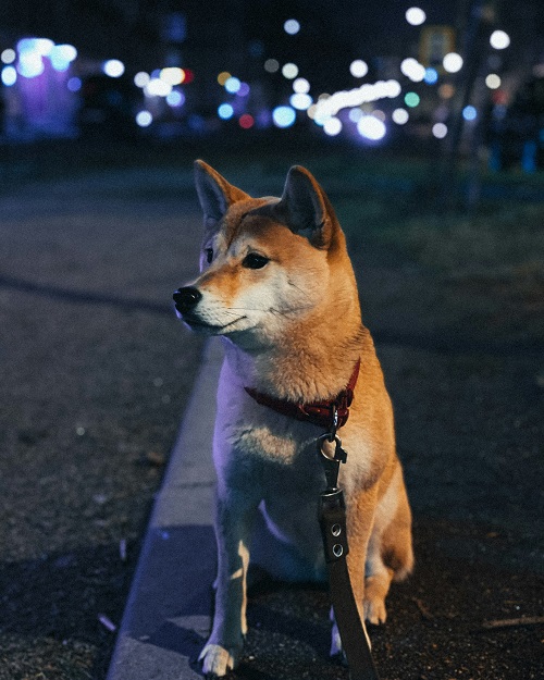 yura-finkel-O1BOxscdc1Y-unsplash.jpg
